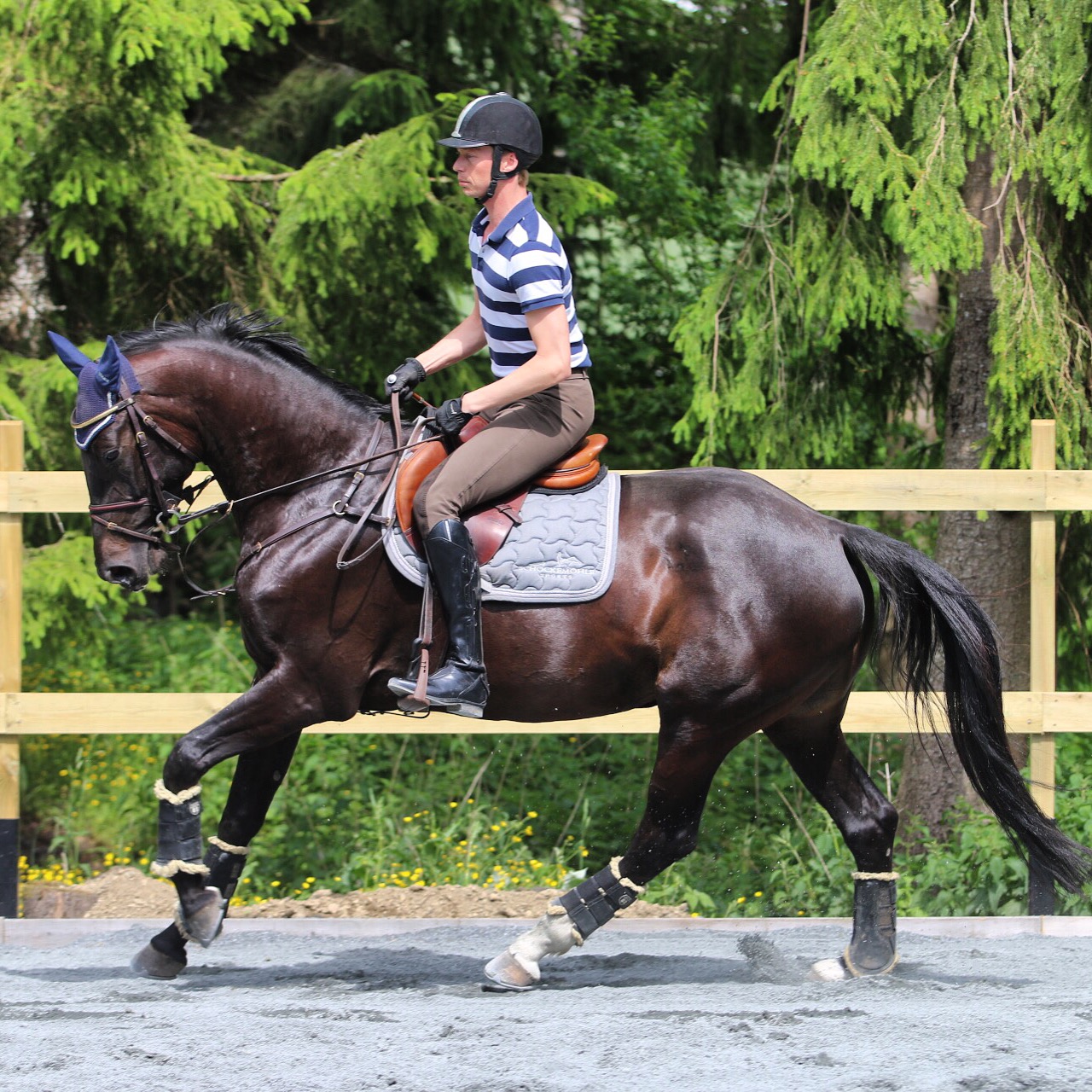 S.E. Miss Pogany / Diarado / Corland / Stutteri Eken / Norsk Varmblod
