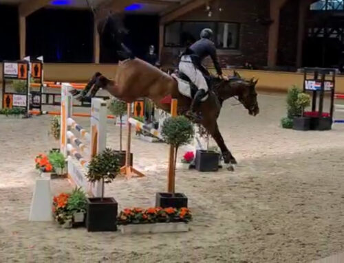 Clear and placed at Concours Hippique Midden-Limburg