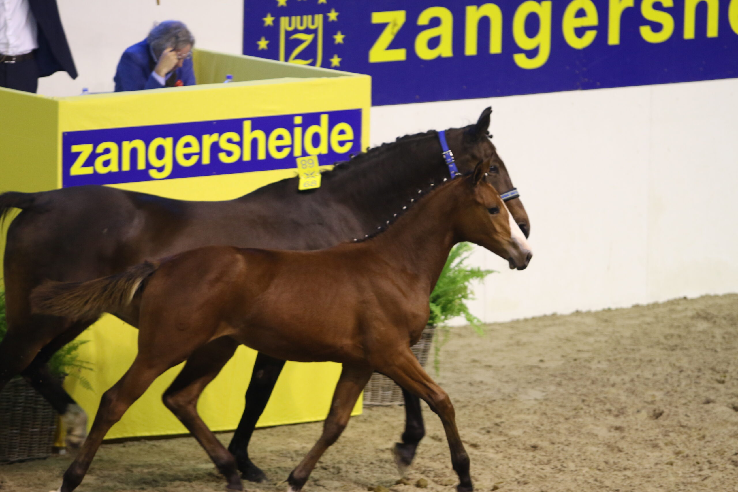 Zangersheide / Lanaken / Belgia / Leon Melchior / Stutteri Eken