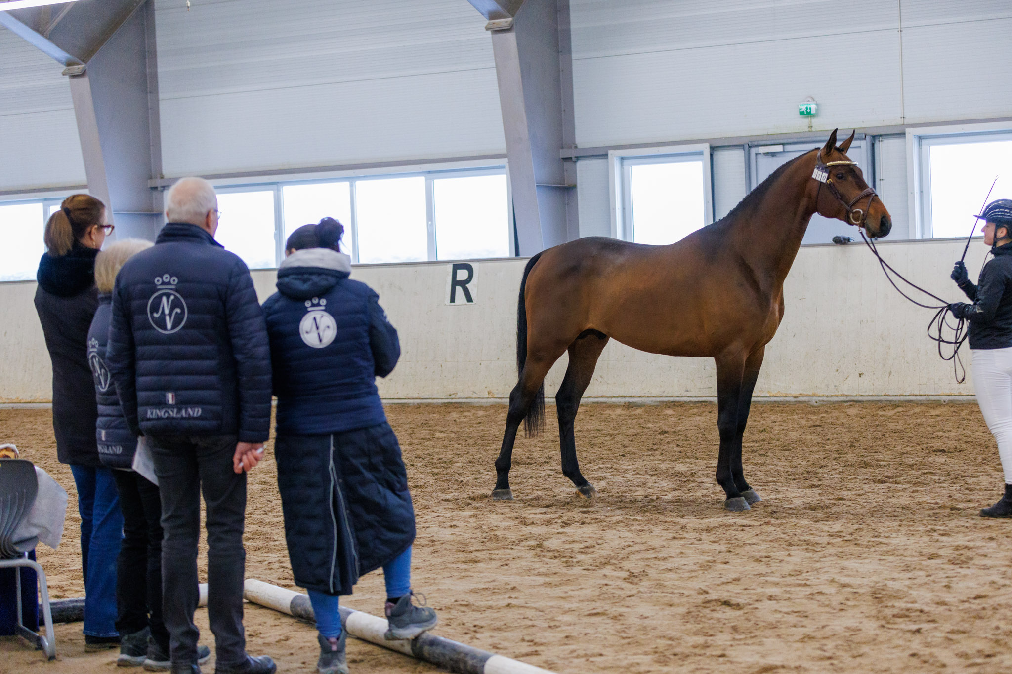 15032024 Jamne Design Norsk Varmblod Hingstekaring KAT09 SE Kazando Starum ABJ 7173 2048px