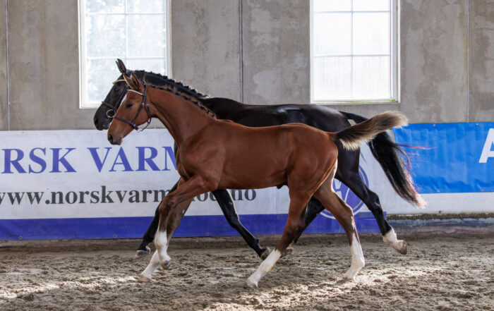 S.E. Diador / Ambassador Z / S.E. Miss Pogany / Diarado / Corland / Stutteri Eken / Åse-Berit Jamne