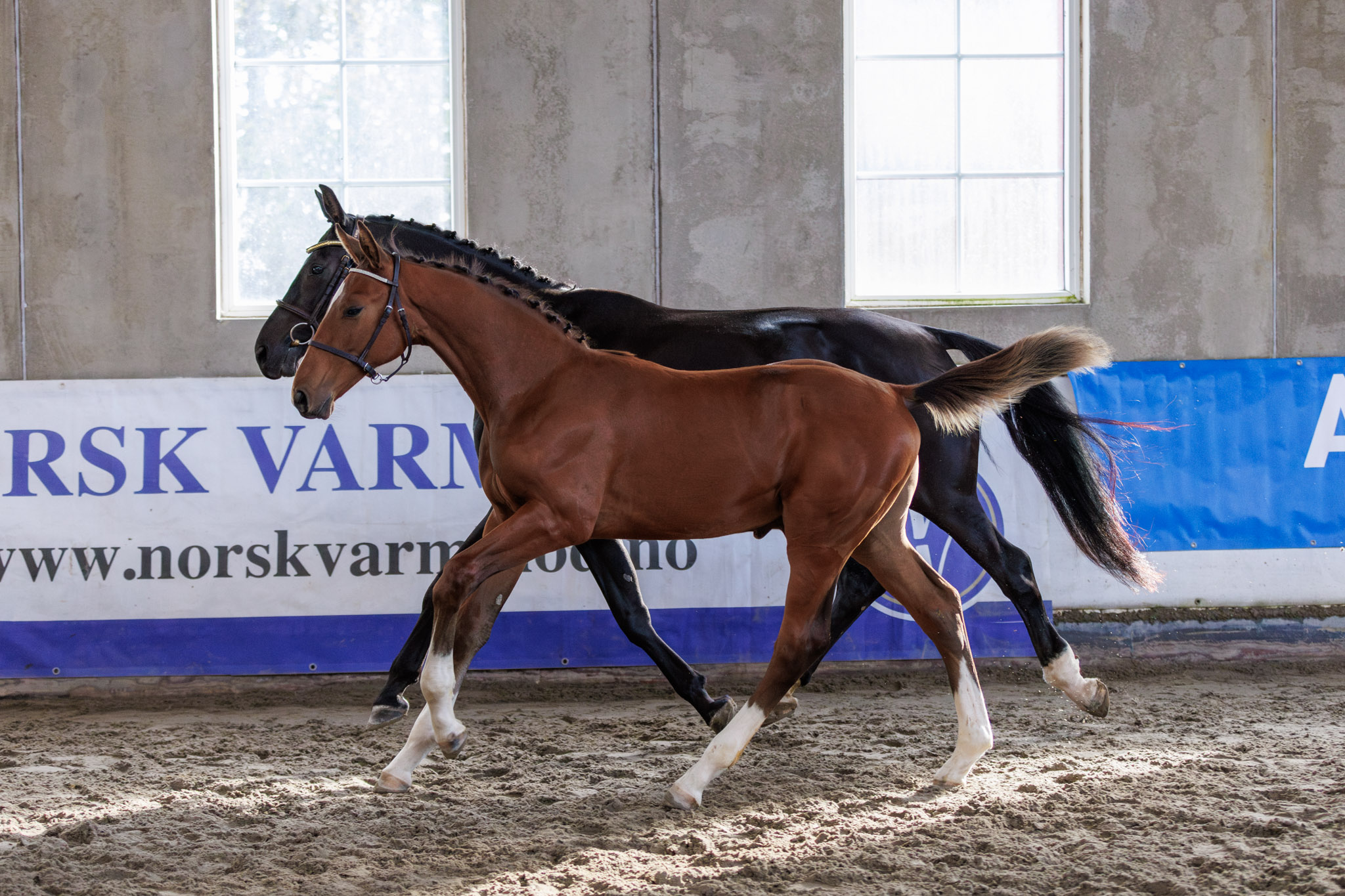 S.E. Diador / Ambassador Z / S.E. Miss Pogany / Diarado / Corland / Stutteri Eken / Åse-Berit Jamne